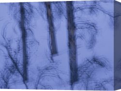 Cold Canvas Paintings - A Cold Wintry View of Leafless Trees in a Snowy Landscape by Raymond Gehman