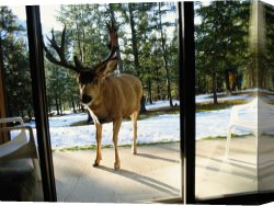 Hotel Canvas Prints - A Curious Mule Deer Peers Inside a Hotel Room in Banff by Raymond Gehman