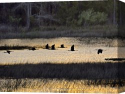 Between Geest And Marsh Canvas Prints - A Flock of Ibis Fly Over The Sunset Colored Marsh by Raymond Gehman