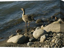 Goose Canvas Paintings - A Greylag Goose Wades Into The Mackenzie River by Raymond Gehman