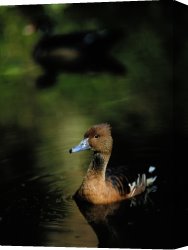 Between Geest And Marsh Canvas Prints - A Ruddy Duck Swims Through The Marsh Waters by Raymond Gehman