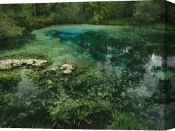 Between Geest And Marsh Canvas Prints - Algae Bloom in a Woodland Pond Or Marsh by Raymond Gehman