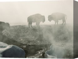 Woman at a Hot Spring Hotel Canvas Prints - American Bison in Grand Prismatic Hot Springs by Raymond Gehman
