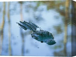 Raymond Gehman Canvas Prints - An American Alligator Floats Half Submerged in Waters at Brookgreen Gardens Wildlife Park by Raymond Gehman