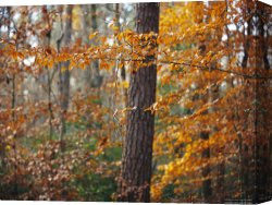 Raymond Gehman Canvas Prints - Autumn Colored Beech Trees And Pine in Upland Hardwood Forest by Raymond Gehman