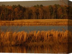 Between Geest And Marsh Canvas Prints - Autumn View of Canada Geese on a Freshwater Marsh at Twilight by Raymond Gehman