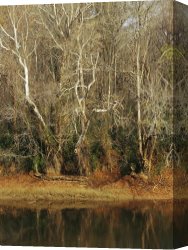 Raymond Gehman Canvas Prints - Bare Sycamore Trees Along The Cape Fear River by Raymond Gehman
