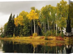 Raymond Gehman Canvas Prints - Birch And Pine Trees Along a Lake in Grass River Provincial Park by Raymond Gehman