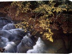 Raymond Gehman Canvas Prints - Birch Trees in Autumn Hues Along Island Lick Creek by Raymond Gehman