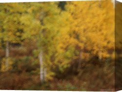 Night View of a Barge And It's Tug on The Kanawha River Canvas Prints - Blurred View of Autumn Foliage Along The Mckenzie River by Raymond Gehman
