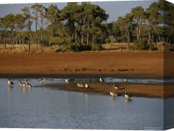 Between Geest And Marsh Canvas Prints - Canada Geese And Resting Ducks at The Edge of a Marsh by Raymond Gehman