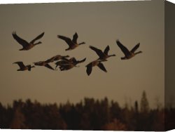 Goose Canvas Paintings - Canada Geese Fly in a Group Through a Goose Sanctuary by Raymond Gehman