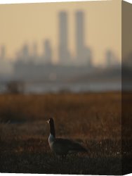Goose Canvas Paintings - Canada Goose Branta Canadensis And Hazy Twin Towers Skyline by Raymond Gehman
