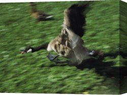 Goose Canvas Paintings - Canada Goose Branta Canadensis Comes in for a Landing by Raymond Gehman