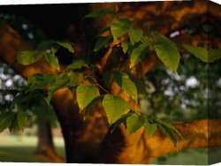 Raymond Gehman Canvas Prints - Close Up of a Branch of an American Beech Tree by Raymond Gehman