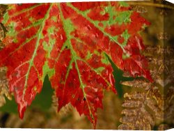 Raymond Gehman Canvas Prints - Close View of a Red Maple Leaf on Franey Mountain in Cape Breton Highlands National Park by Raymond Gehman