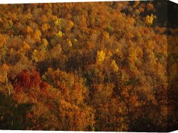 Raymond Gehman Canvas Prints - Elevated View of Forest Stand of Oaks And Maples in Autumn Hues by Raymond Gehman