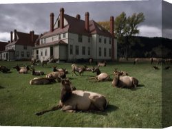 Woman at a Hot Spring Hotel Canvas Prints - Elks Recline on The Grounds of Mammoth Hot Springs Yellowstone by Raymond Gehman