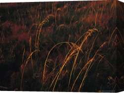 Raymond Gehman Canvas Prints - Grasses Glow Golden in Evening's Light by Raymond Gehman