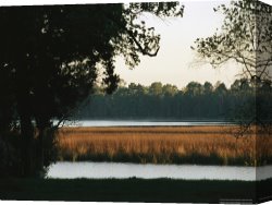 Between Geest And Marsh Canvas Prints - Grasses in a Marsh Surrounded by Trees by Raymond Gehman