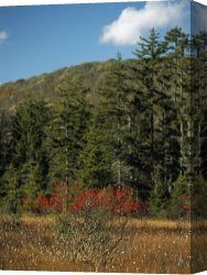 Raymond Gehman Canvas Prints - Landscape with Evergreen Trees And Low Mountain Ridges by Raymond Gehman