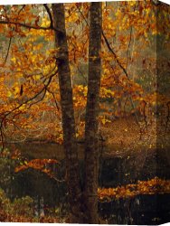 Raymond Gehman Canvas Prints - Leaves Fall From Beech Tree Along The Obed Wild And Scenic River by Raymond Gehman