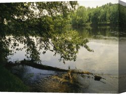 Raymond Gehman Canvas Prints - Maple Tree Bends Over Tree Trunks Floating in The James River by Raymond Gehman
