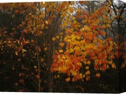 Raymond Gehman Canvas Prints - Maple Tree with Autumn Colored Leaves in a Foggy Rainy Forest by Raymond Gehman