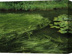Between Geest And Marsh Canvas Prints - Marsh Grasses And Pond Lilies Isa Lake on The Continental Divide by Raymond Gehman