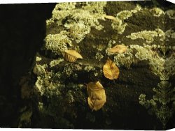 Raymond Gehman Canvas Prints - Moss And Beech Tree Leaves in Fall by Raymond Gehman