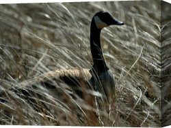 Goose Canvas Paintings - Nesting Canada Goose at Jamaica Bay Wildlife Refuge by Raymond Gehman