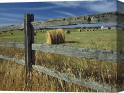 Raymond Gehman Canvas Prints - Rolls of Hay Fill a Farmers Field by Raymond Gehman