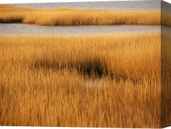Between Geest And Marsh Canvas Prints - Salt Marsh with Cordgrass at Toms Cove on The Atlantic Ocean by Raymond Gehman
