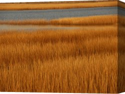 Between Geest And Marsh Canvas Prints - Salt Marsh with Cordgrass at Toms Cove on The Atlantic Ocean by Raymond Gehman