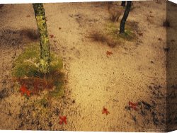 Raymond Gehman Canvas Prints - Sandy Ground with Moss Covered Tree Trunk Orange Leaves And Grass Near Lake Waccamaw by Raymond Gehman