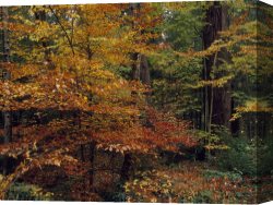 Raymond Gehman Canvas Prints - Scenic Woodland View of Beech Trees in Autum Hues And Hemlocks by Raymond Gehman