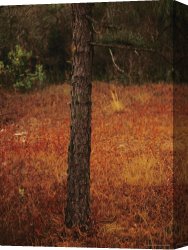 Raymond Gehman Canvas Prints - Standing Long Leaf Pine Tree with Wire Grass And Fallen Autumn Leaves Near Lake Waccamaw by Raymond Gehman