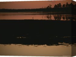 Between Geest And Marsh Canvas Prints - Sunset Behind Loblolly Pines on a Tidal Marsh with a Great Blue Heron by Raymond Gehman