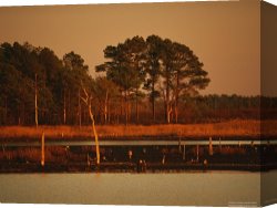 Between Geest And Marsh Canvas Prints - Sunset on Loblolly Pines Near a Brackish Tidal Marsh by Raymond Gehman