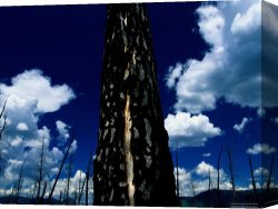 Raymond Gehman Canvas Prints - The Scarred Trunk of a Douglas Fir Tree by Raymond Gehman