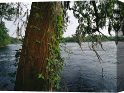 Night View of a Barge And It's Tug on The Kanawha River Canvas Prints - View Across The Savannah River Past a Cypress Tree Laced with Moss by Raymond Gehman