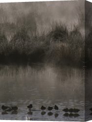Between Geest And Marsh Canvas Prints - Wading Marsh Birds in Early Morning Fog Grand Teton National Park by Raymond Gehman