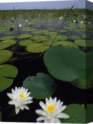 Raymond Gehman Canvas Prints - Water Lilies Bloom on Tiger Cove in Lake Kissimmee State Park in Central Florida by Raymond Gehman