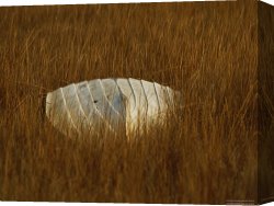 Between Geest And Marsh Canvas Prints - Watermans Boat Upturned in a Cordgrass Salt Marsh by Raymond Gehman