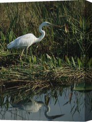 Between Geest And Marsh Canvas Prints - White Great Blue Heron in Pickerel Weeds And Marsh Reeds by Raymond Gehman