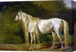 Rosa Bonheur Canvas Prints - Le Cheval Blanc by Rosa Bonheur