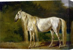 Rosa Bonheur Canvas Prints - Le Cheval Blanc by Rosa Bonheur