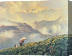 Scott Canvas Prints - Tea Picking - Darjeeling - India by Tim Scott Bolton
