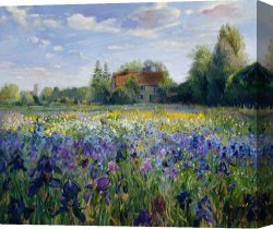 The Evening Canvas Prints - Evening at the Iris Field by Timothy Easton