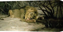 Undergrowth Canvas Prints - Lion Reclining in a Landscape by Wilhelm Kuhnert